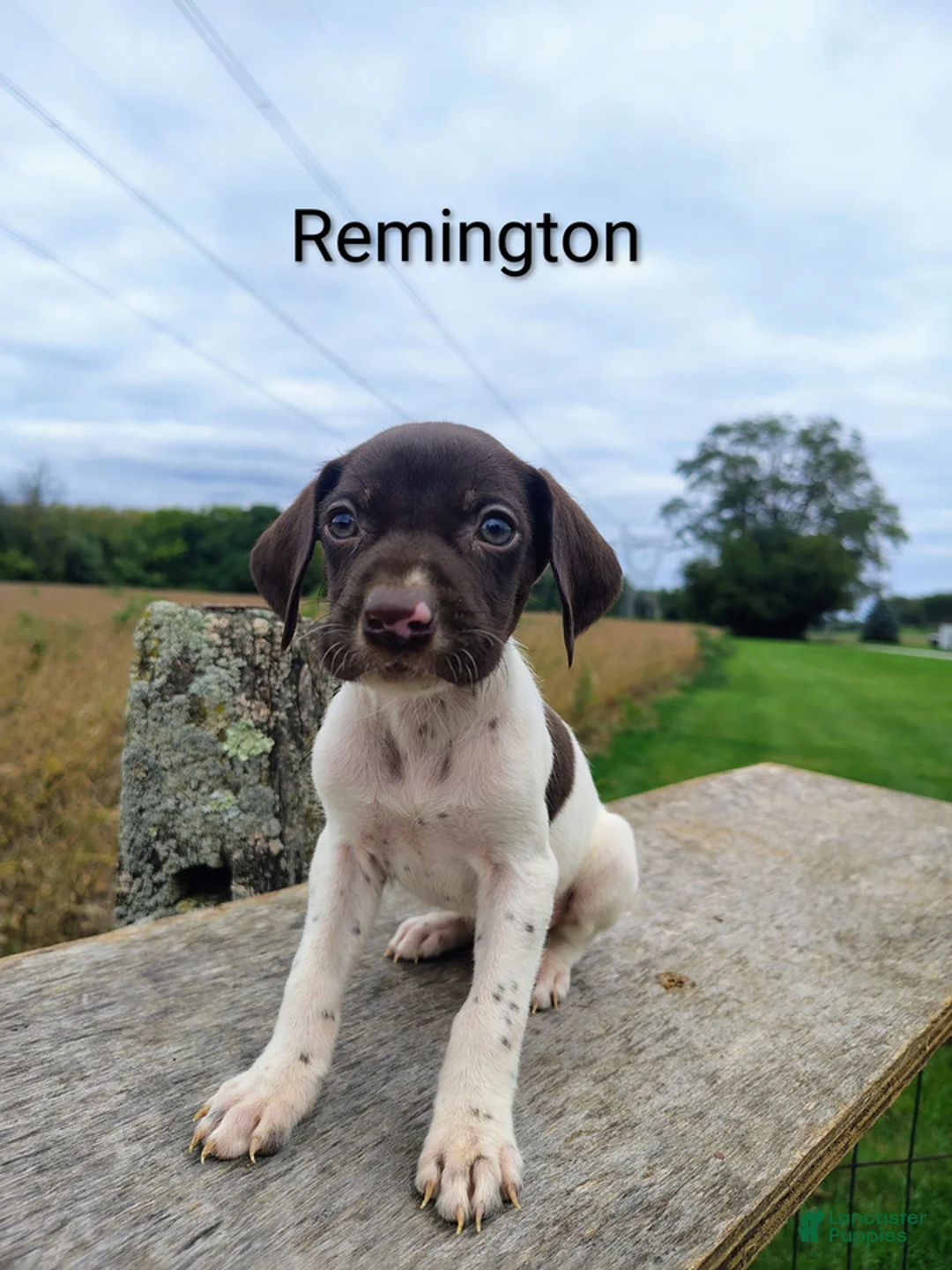 German Shorthaired Pointer dogs for sale: Remington - Ad 1