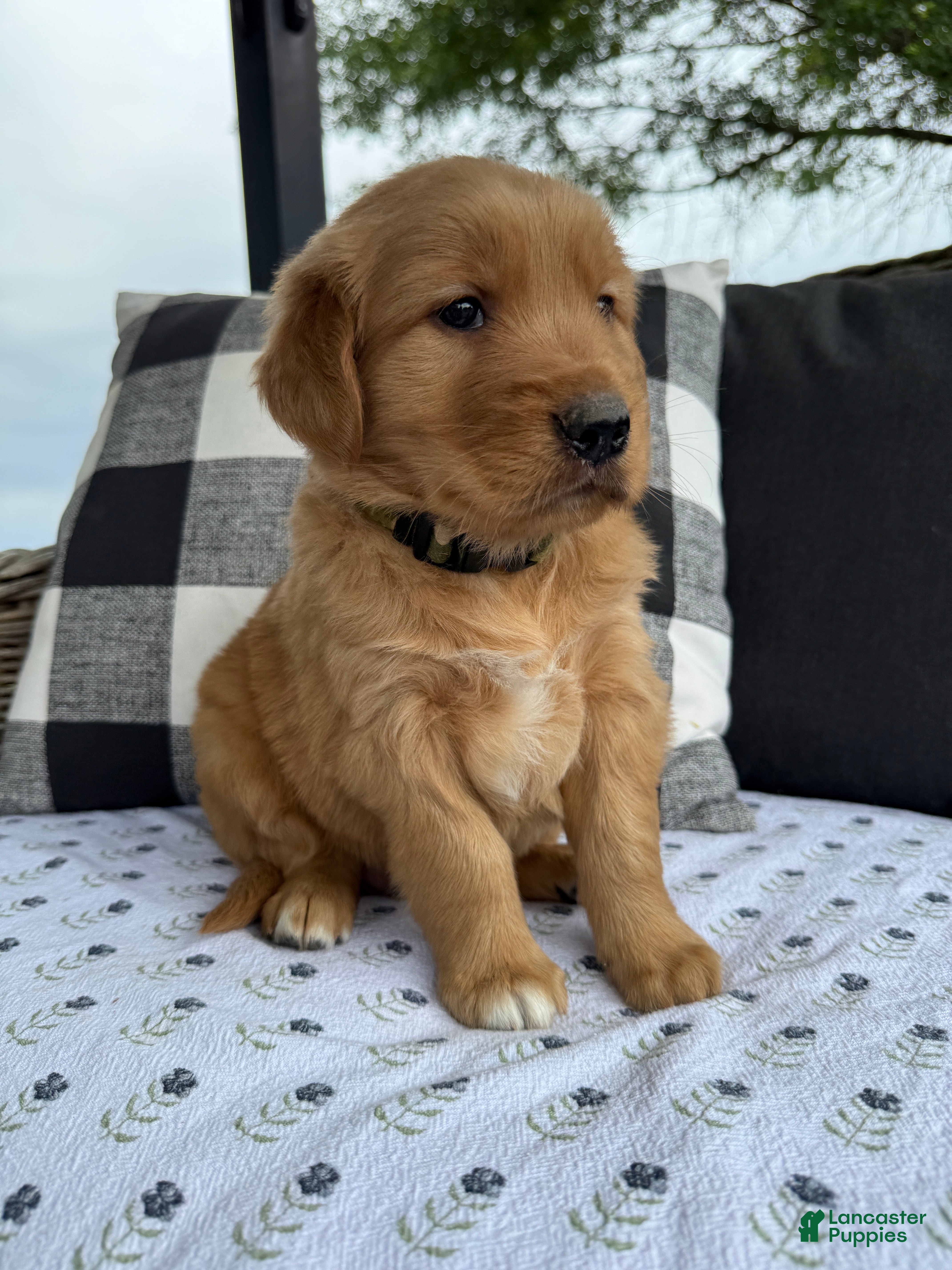 Golden Retriever dogs Bones - Ad 2