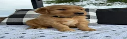 Golden Retriever dogs for sale: Bones - Ad 2