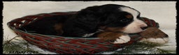 Bernese Mountain Dog dogs for sale: Chever - Ad 2