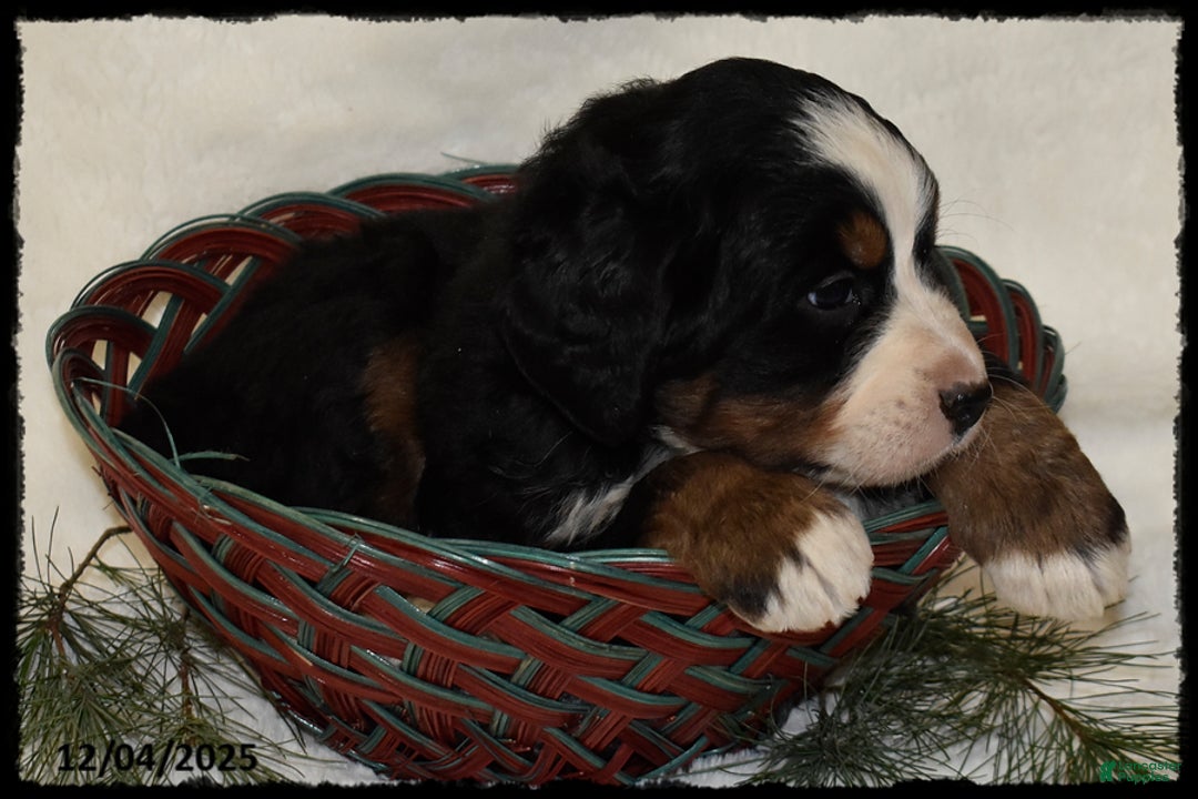 Bernese Mountain Dog dogs for sale: Chever - Ad 2