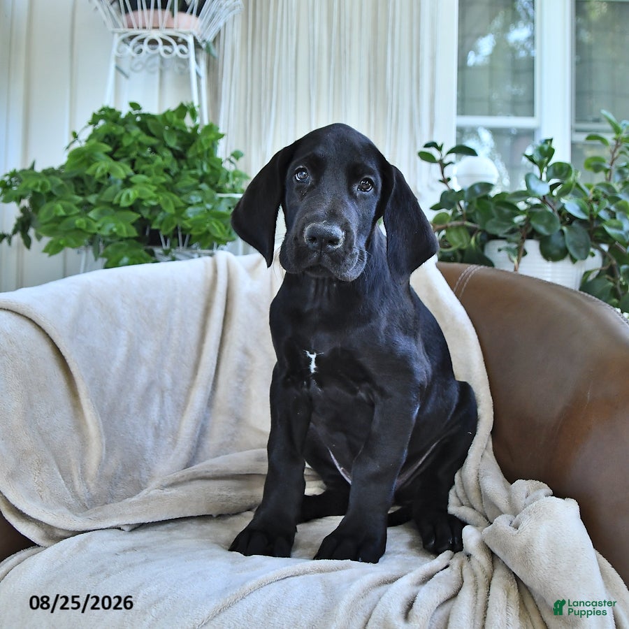 Great Dane dogs Bango - Ad 2
