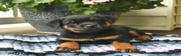 Rottweiler dogs for sale: Meadow  - Ad 3