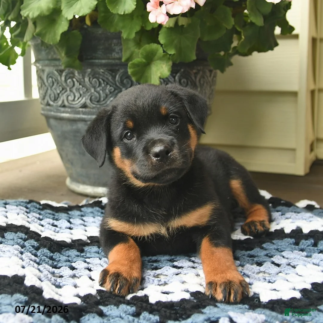 Rottweiler dogs for sale: Meadow  - Ad 3