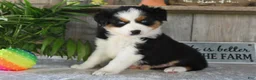 Australian Shepherd dogs for sale: Sparkey - Ad 5