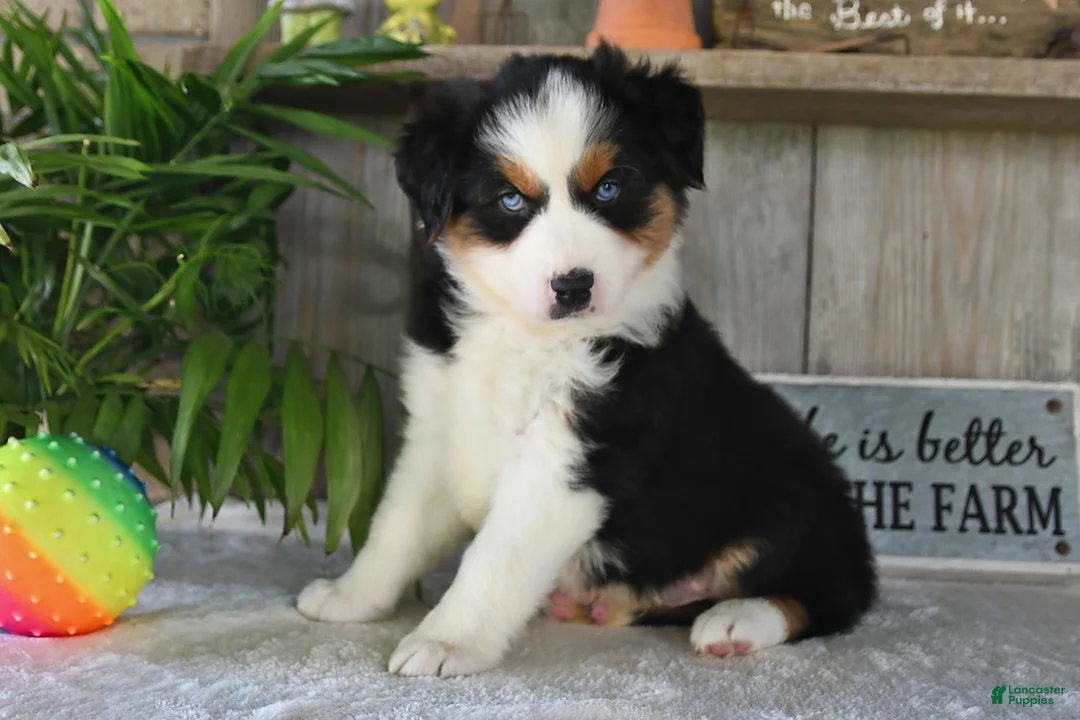 Australian Shepherd dogs for sale: Sparkey - Ad 5