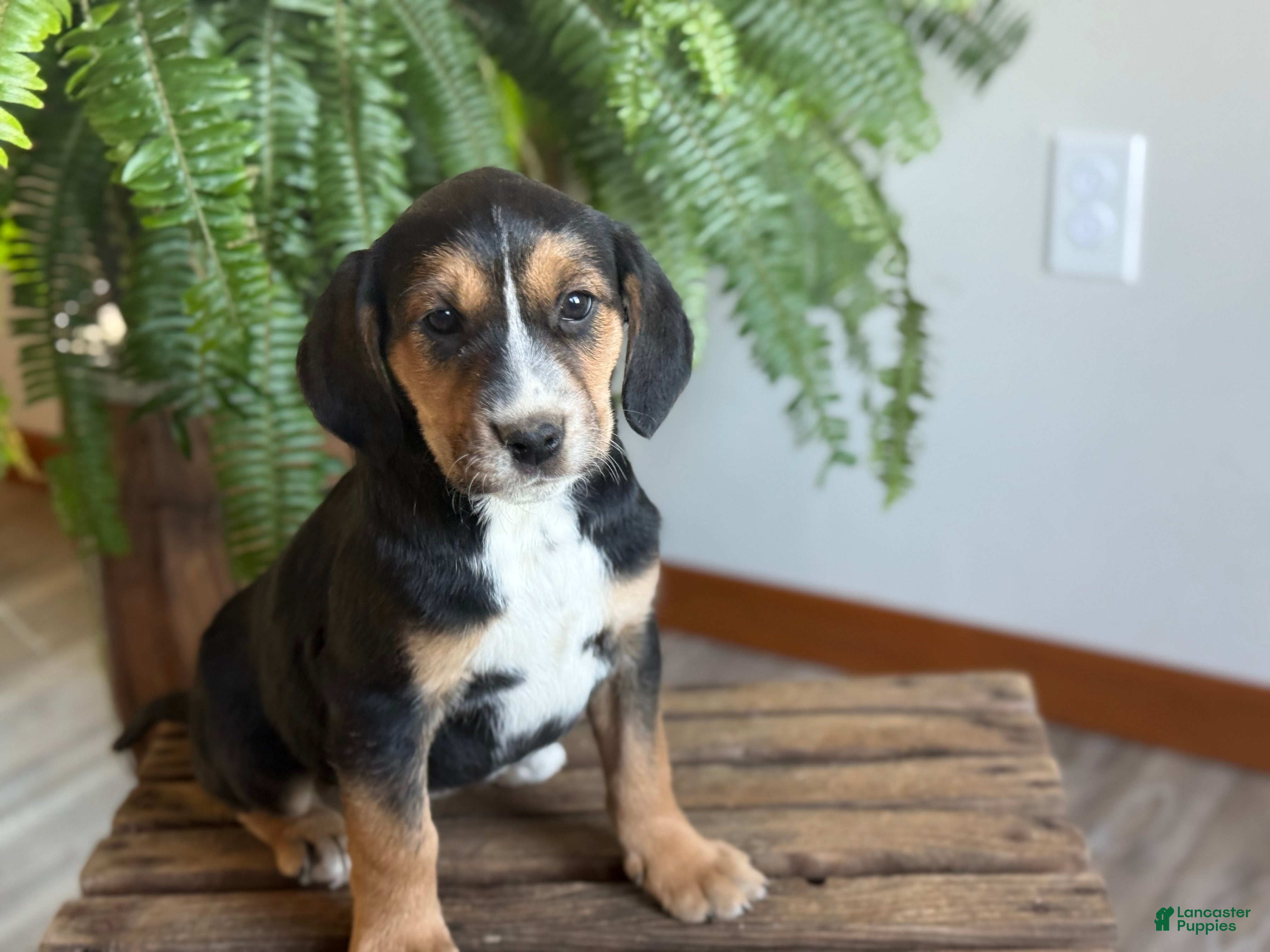 Mixed Breed dogs Benny - Ad 2