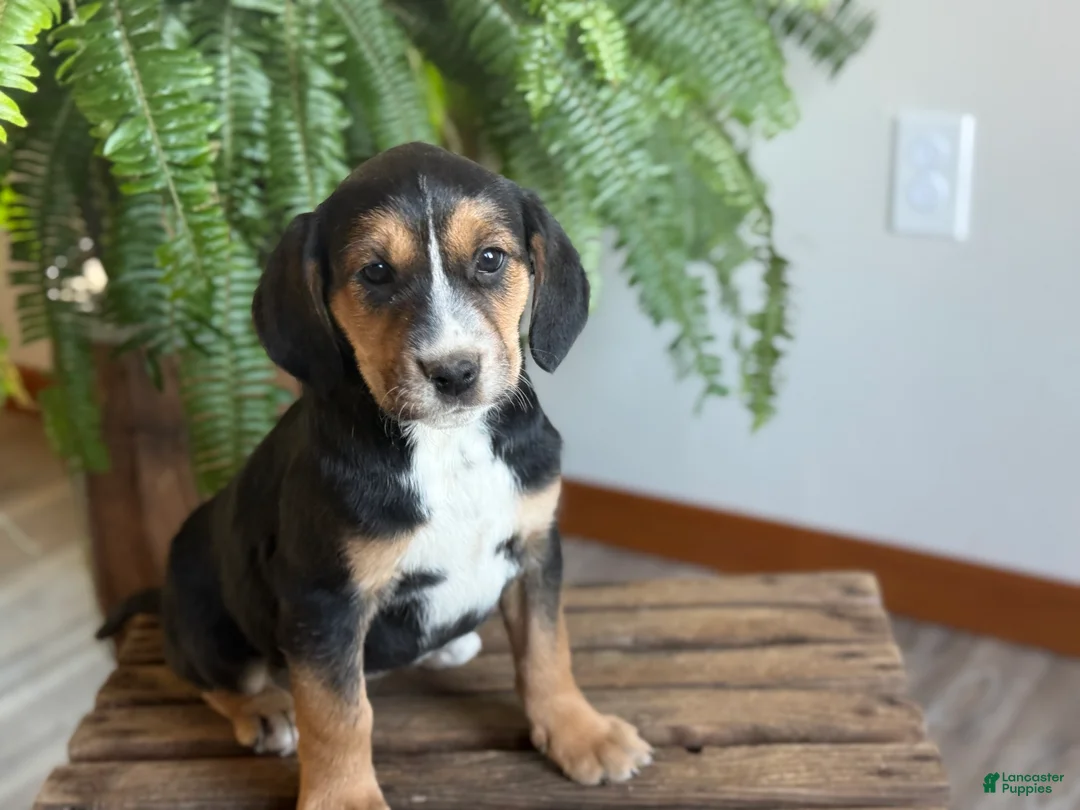 Mixed Breed dogs for sale: Benny - Ad 2