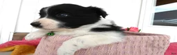 Border Collie dogs for sale: Border Collie Puppy 2 Patrick - Ad 2