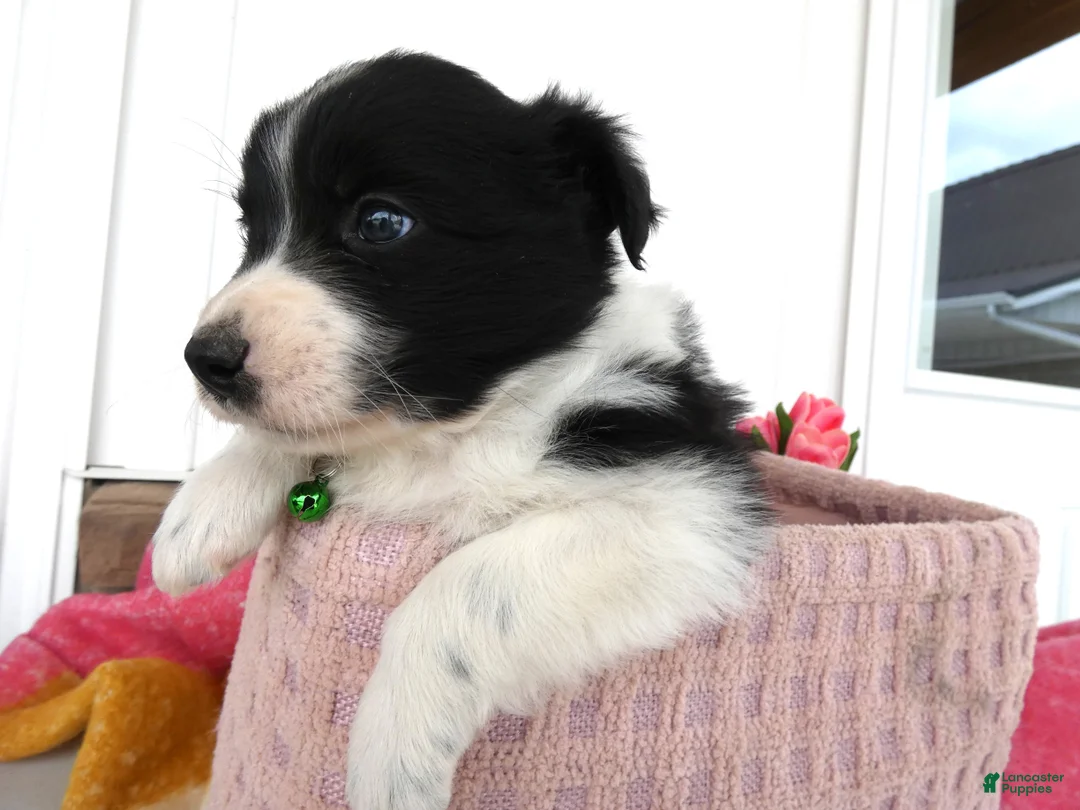 Border Collie dogs for sale: Border Collie Puppy 2 Patrick - Ad 2
