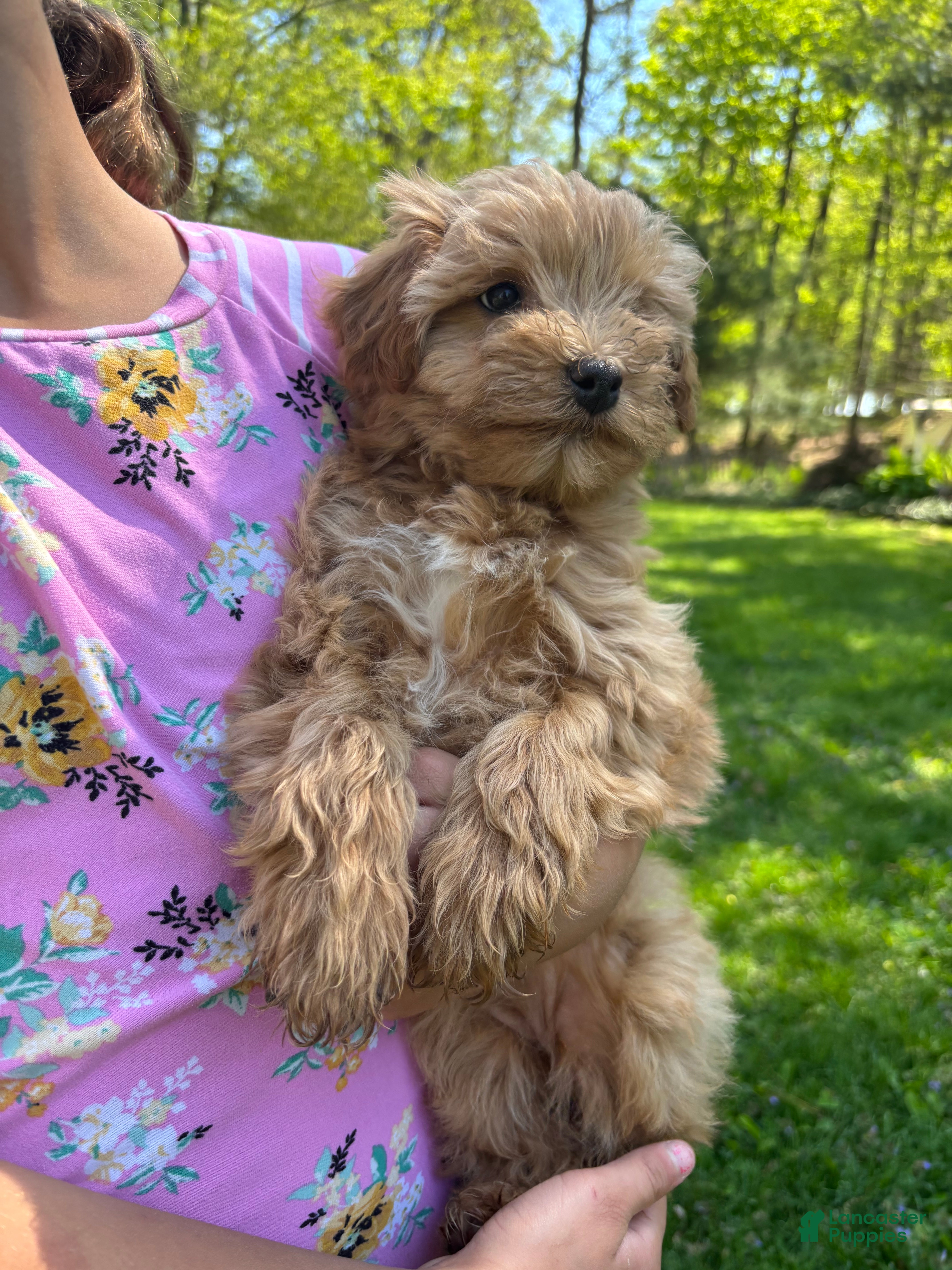Mini Goldendoodle dogs for sale: Sally - Ad 3