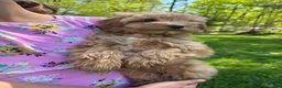 Mini Goldendoodle dogs for sale: Sally - Ad 1