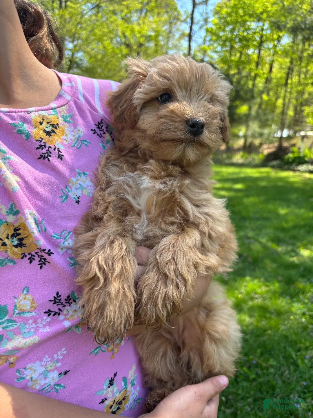 Mini Goldendoodle dogs for sale: Sally - Ad 1