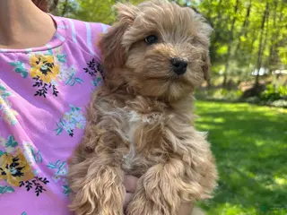 Mini Goldendoodle dogs for sale: Sally - Ad 3