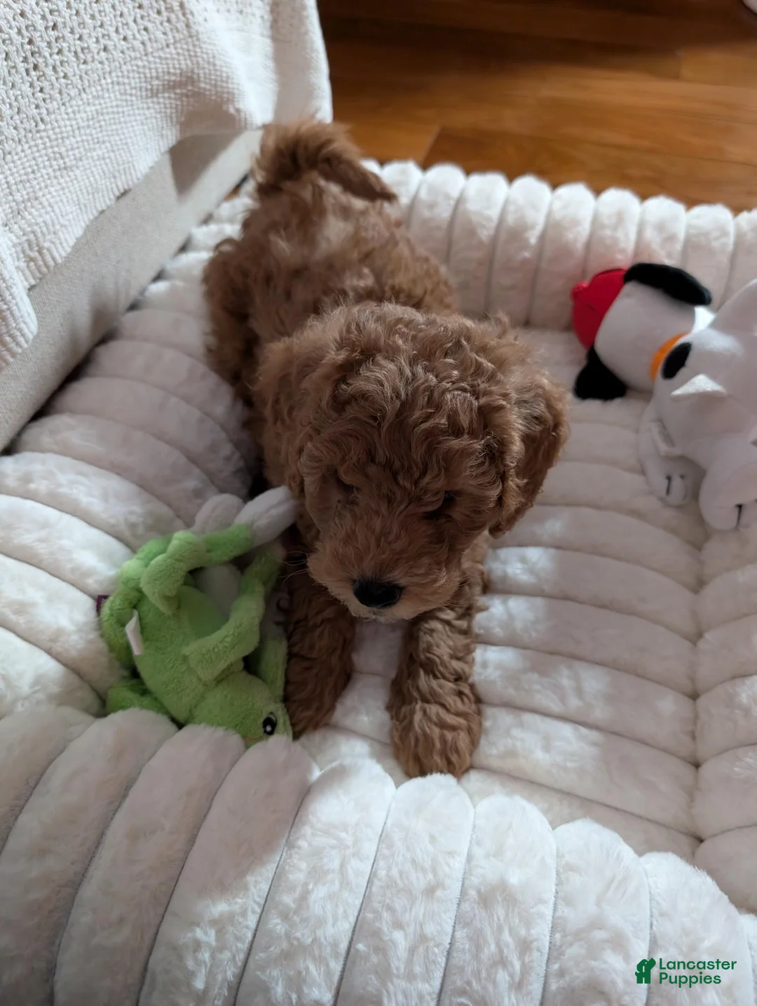 Goldendoodle dogs for sale: Goldendoodle Puppy 1 - Ad 3