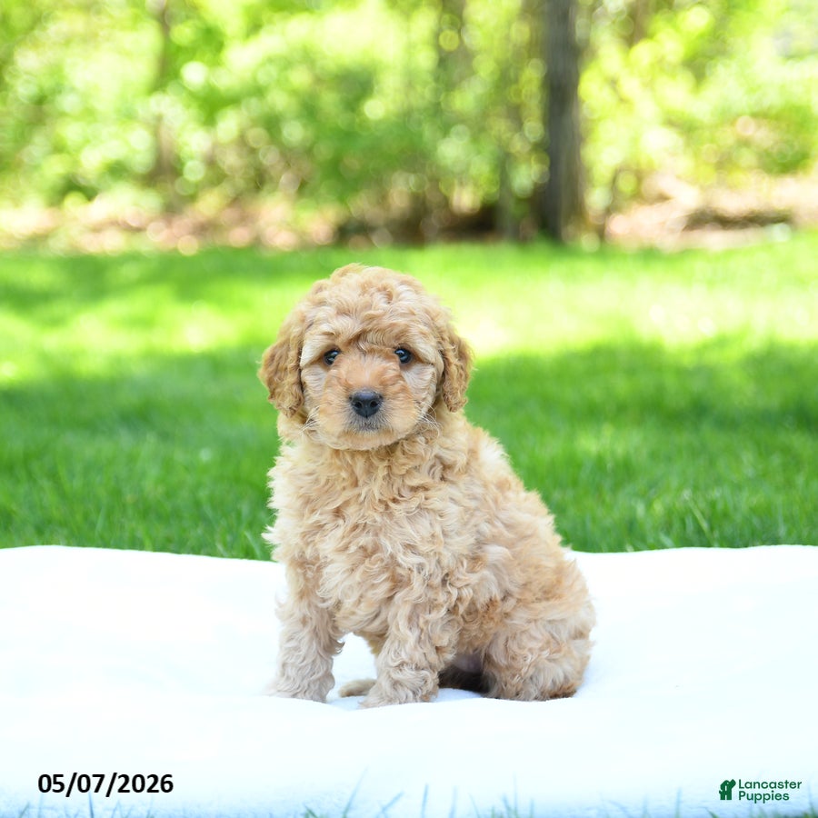 Mini Goldendoodle dogs Pearl - Ad 1
