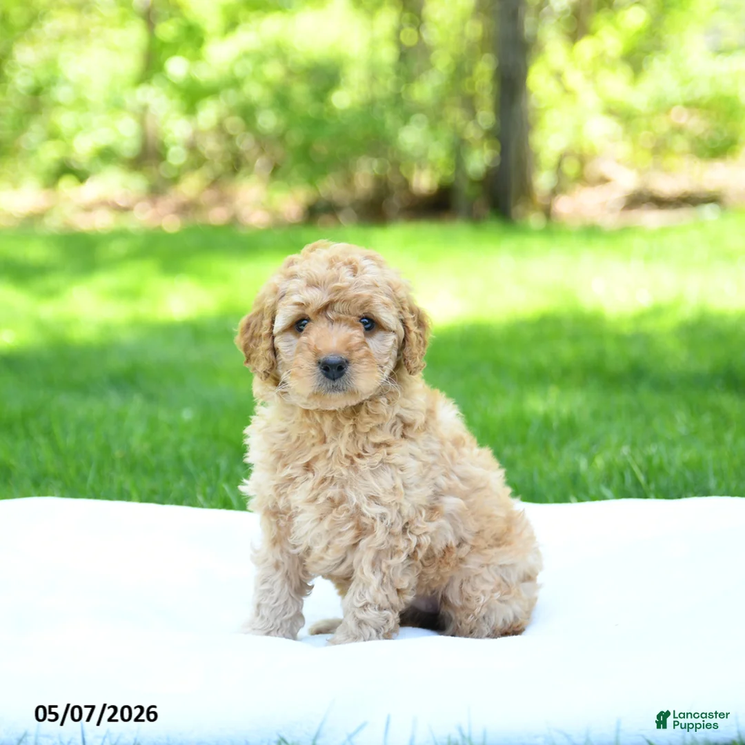 Mini Goldendoodle dogs for sale: Pearl - Ad 1