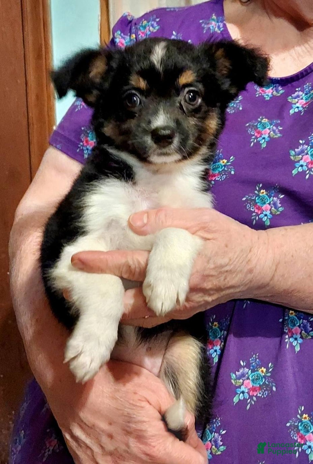 Toy Australian Shepherd dogs for sale: BELLA - Ad 3