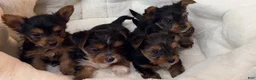 Yorkshire Terrier dogs for sale: Yorkshire Terrier 4 Boys  - Ad 9