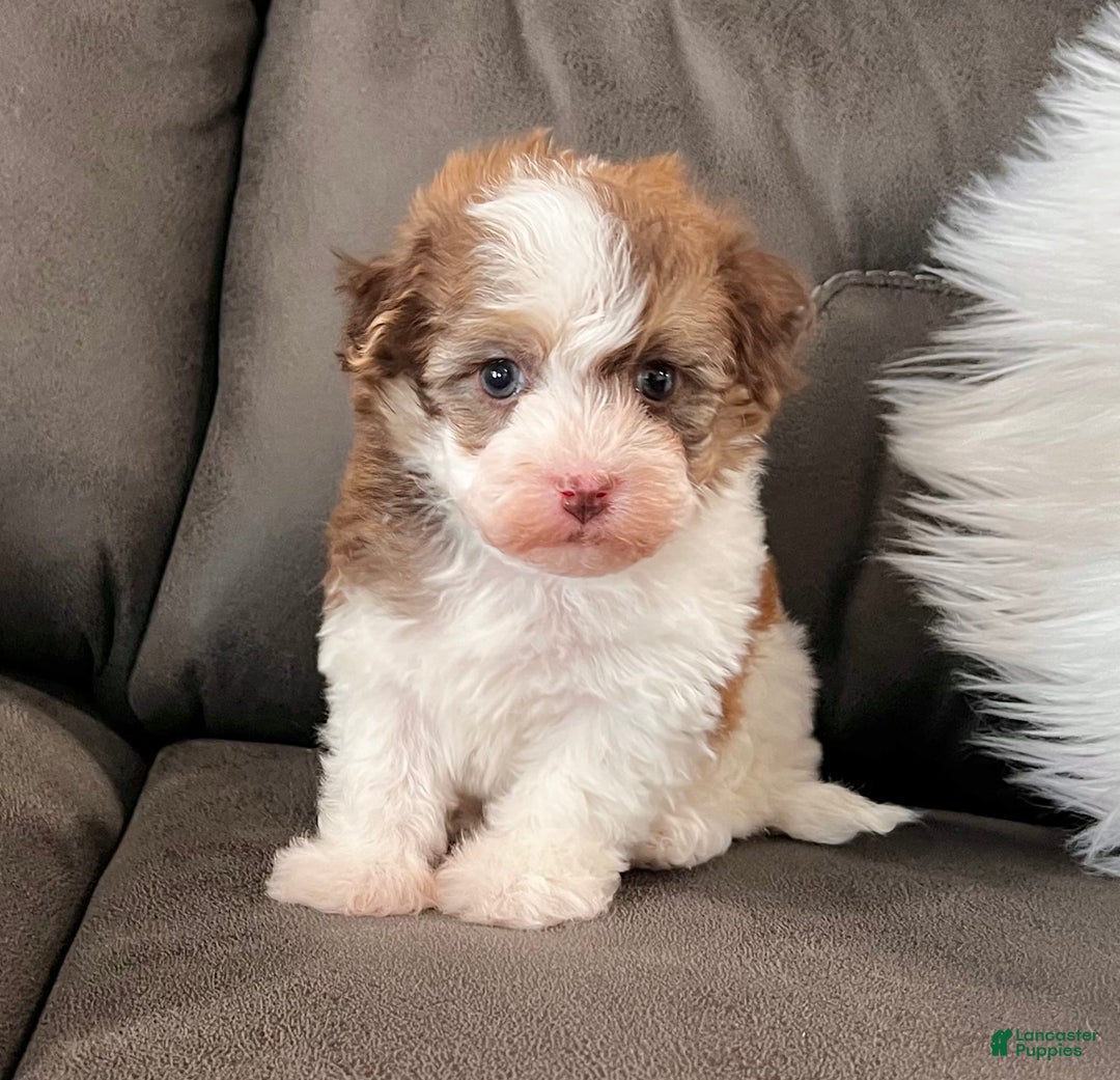 Havanese dogs for sale: Rusty - Ad 1