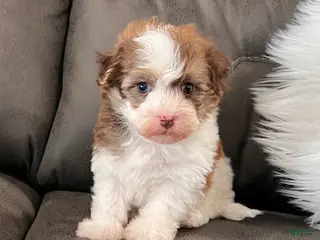 Havanese dogs Rusty - Ad 39