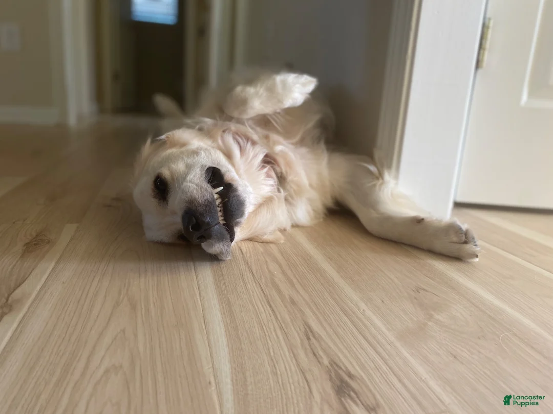 Golden Retriever dogs for sale: AKC Cream Golden Retriever Male Fifth Pick - Ad 2