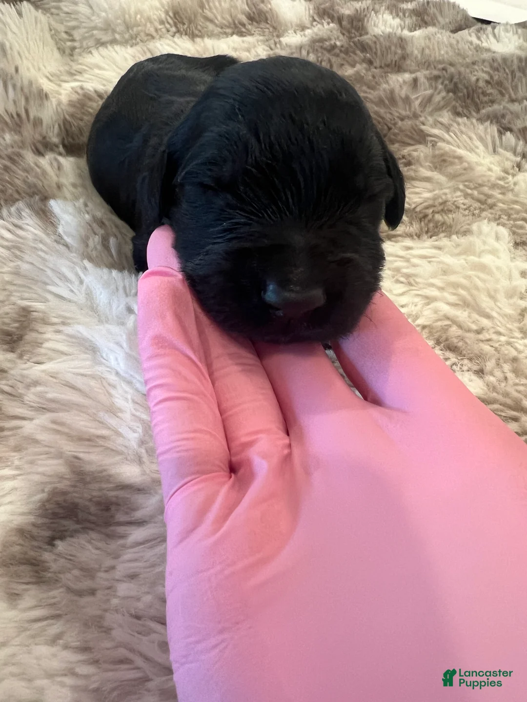 Giant Schnauzer dogs for sale: Adelaide “Addie” - Ad 6