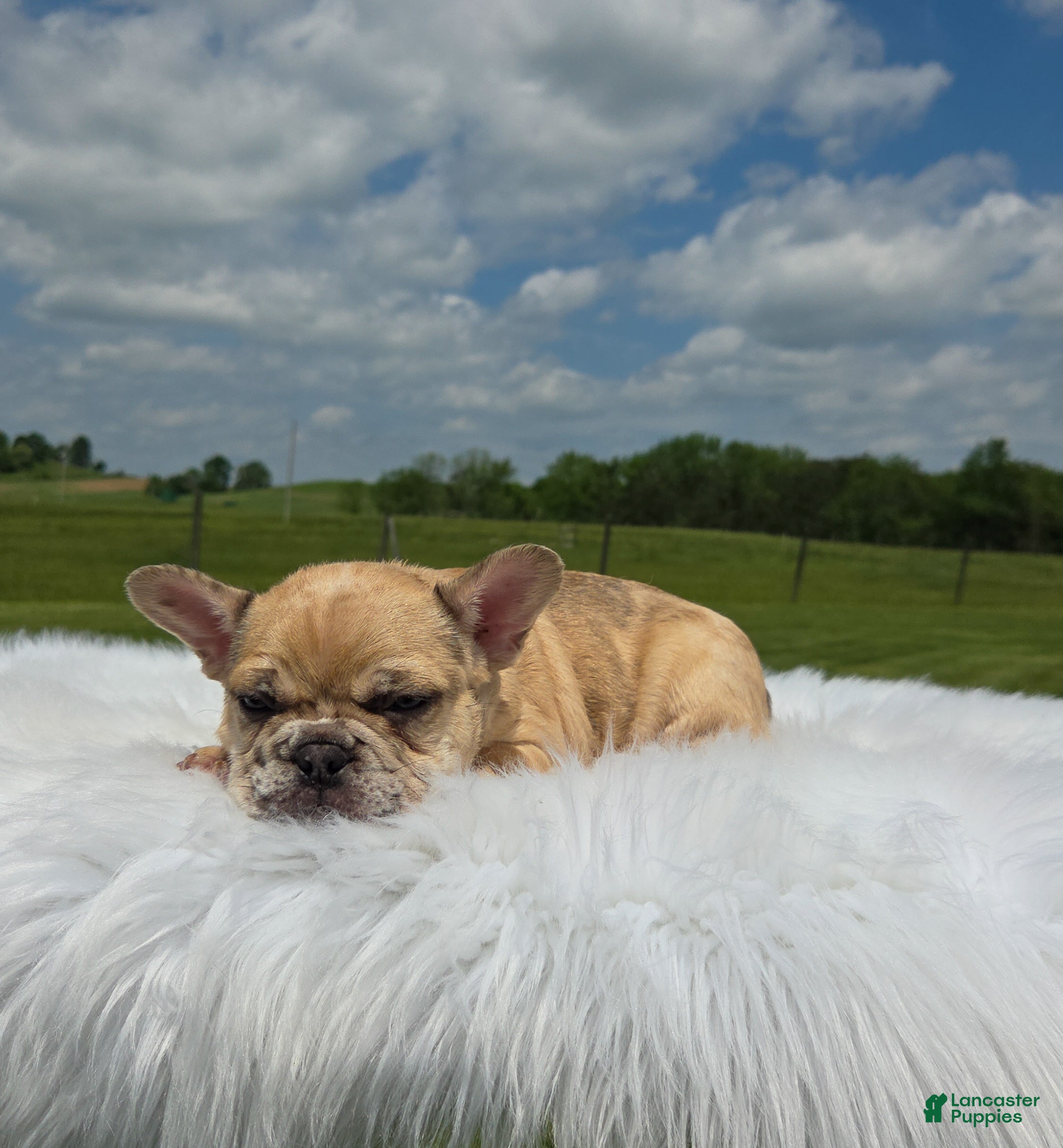 Mixed Breed dogs Silas  - Ad 2
