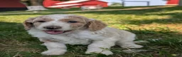 Goldendoodle dogs for sale: Chloe  - Ad 6