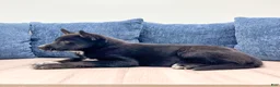 Mixed Breed dogs for sale: Raven - Ad 4