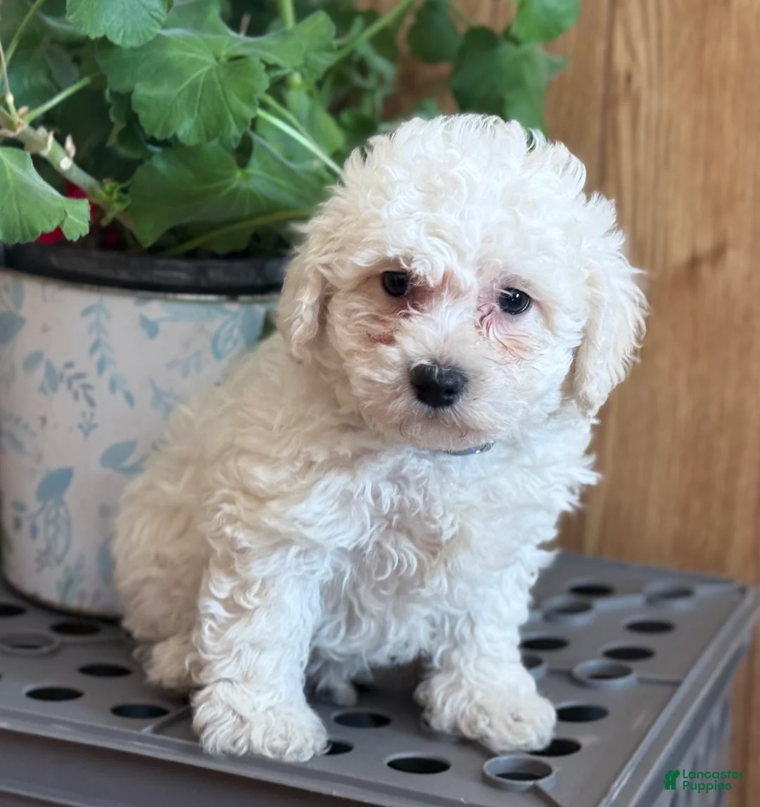 Bichpoo dogs for sale: Milkshake  - Ad 3