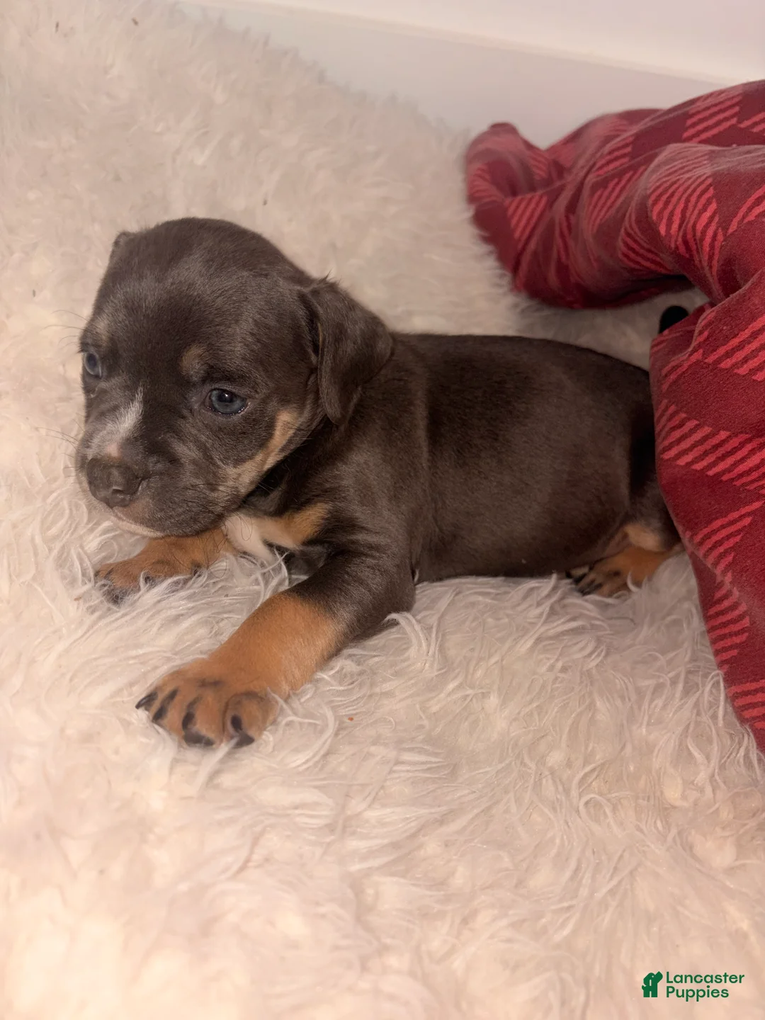 American Bully dogs for sale: June bug - Ad 2