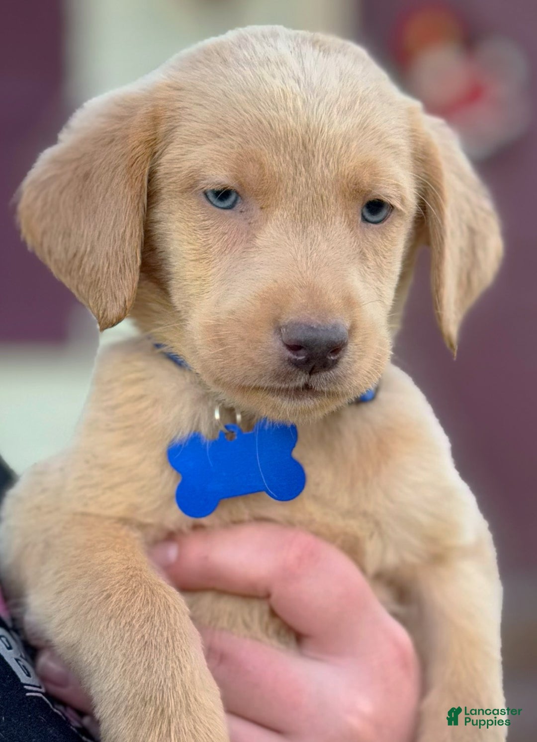 Labrador Retriever dogs for sale: Labrador Retriever Puppy 2 - Ad 23