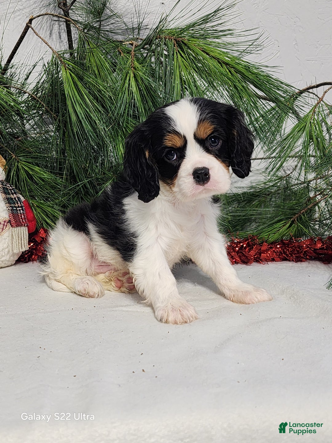 Cavalier King Charles Spaniel dogs for sale: Jack - Ad 2