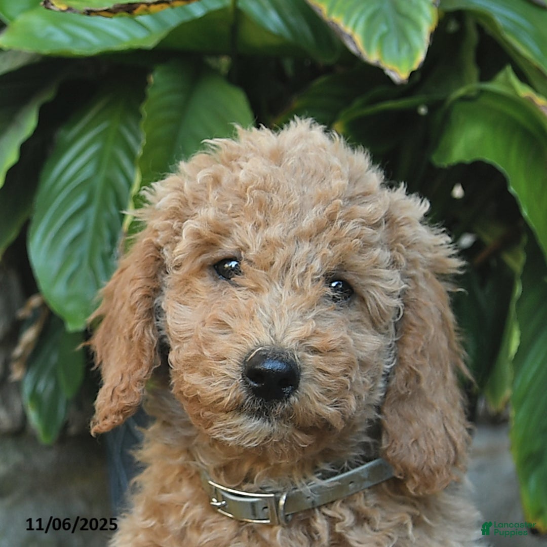 Mini Goldendoodle dogs for sale: Bonnie  - Ad 5