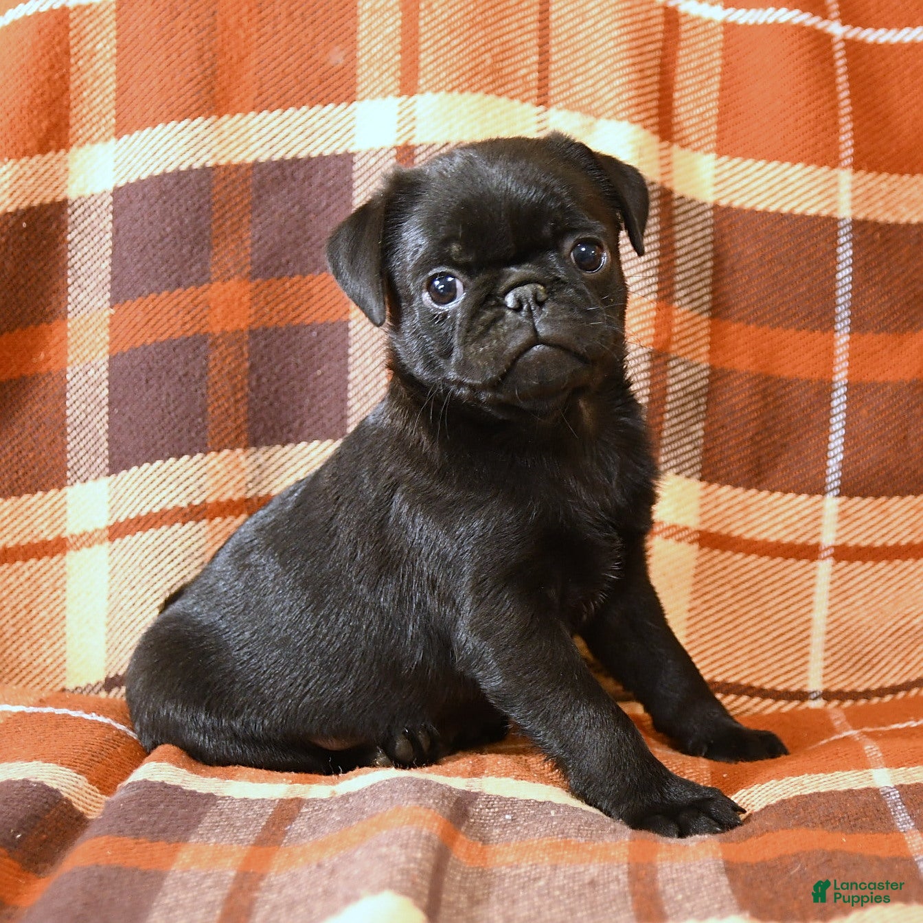 Pug dogs Bandit - Ad 1