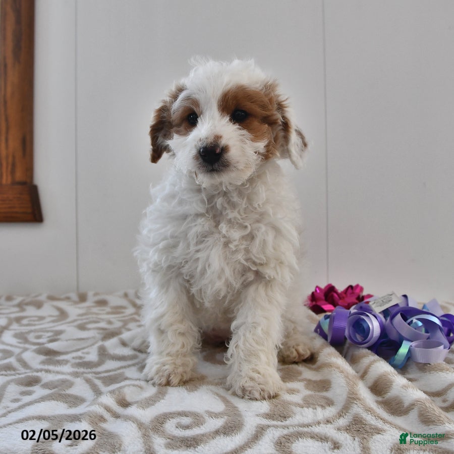 Mini Goldendoodle dogs Piper - Ad 2