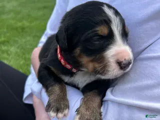 Bernese Mountain Dog dogs Bernese Mountain Dog Puppy 1 - Ad 21