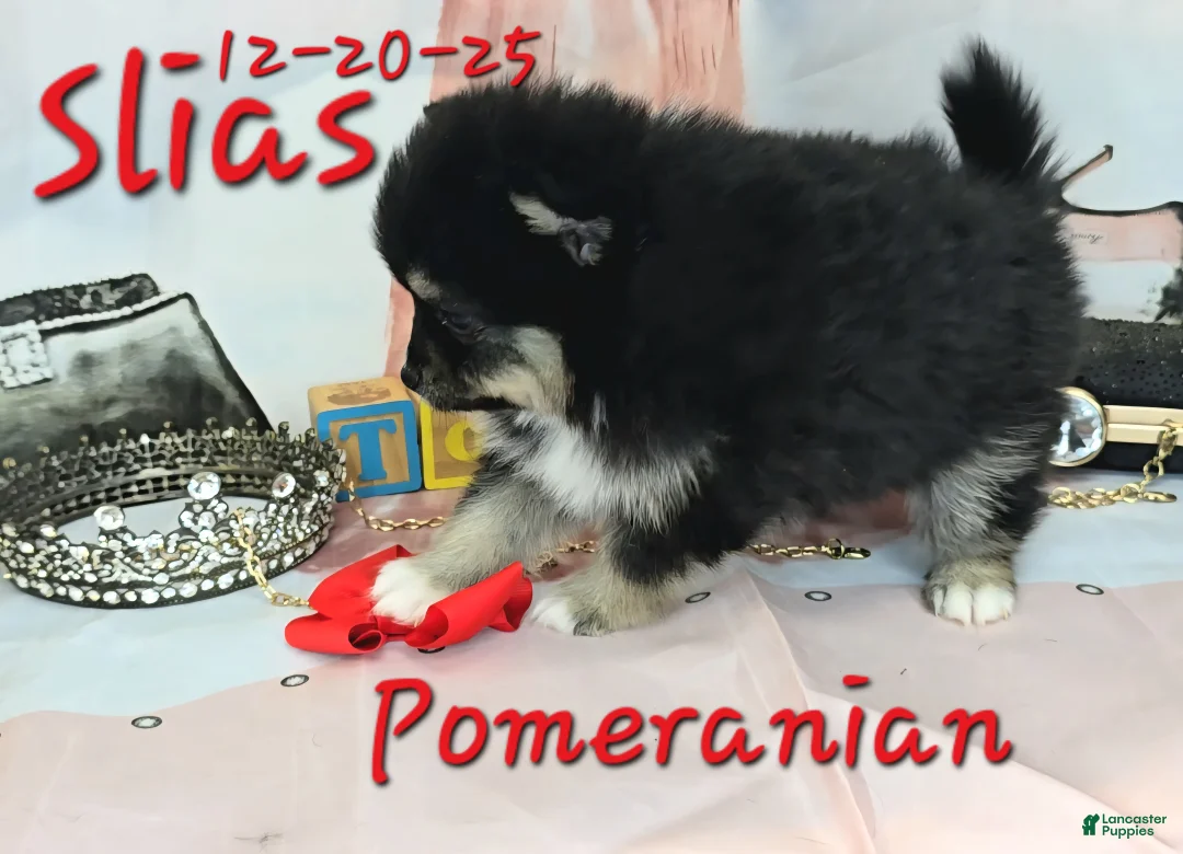 Pomeranian dogs for sale: Silas Pomeranian Puppy 4 - Ad 5