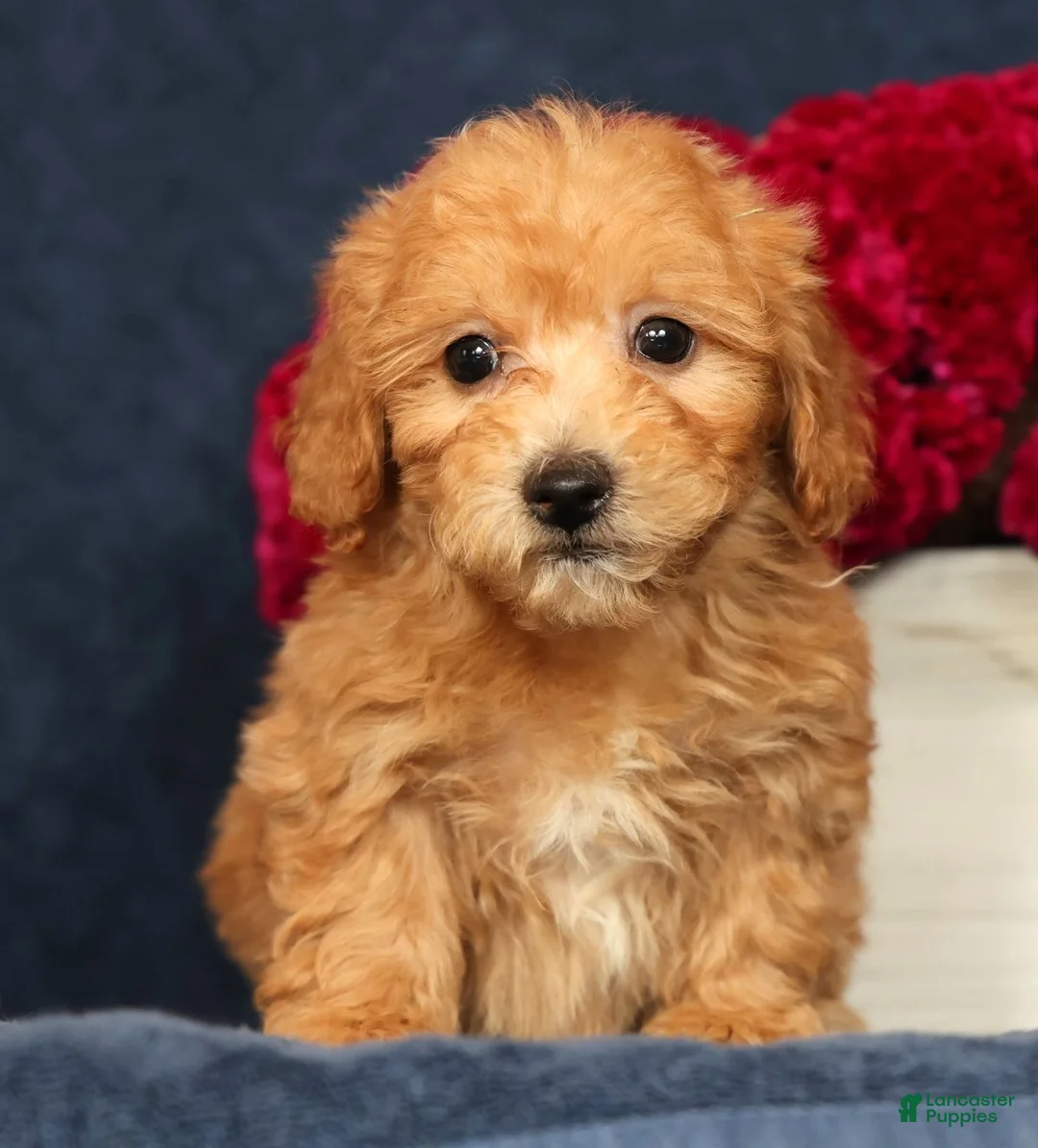 Bichpoo dogs for sale: Oscar - Ad 2