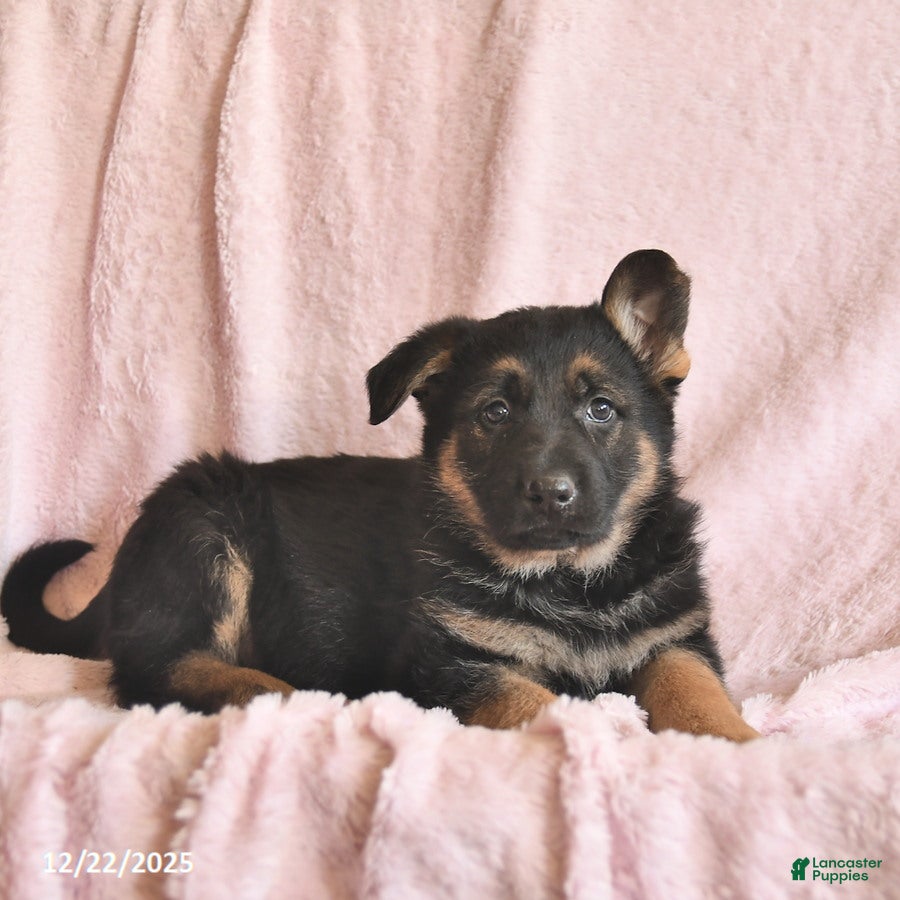 German Shepherd dogs Boston  - Ad 2