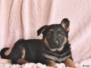 German Shepherd dogs Boston - Ad 2