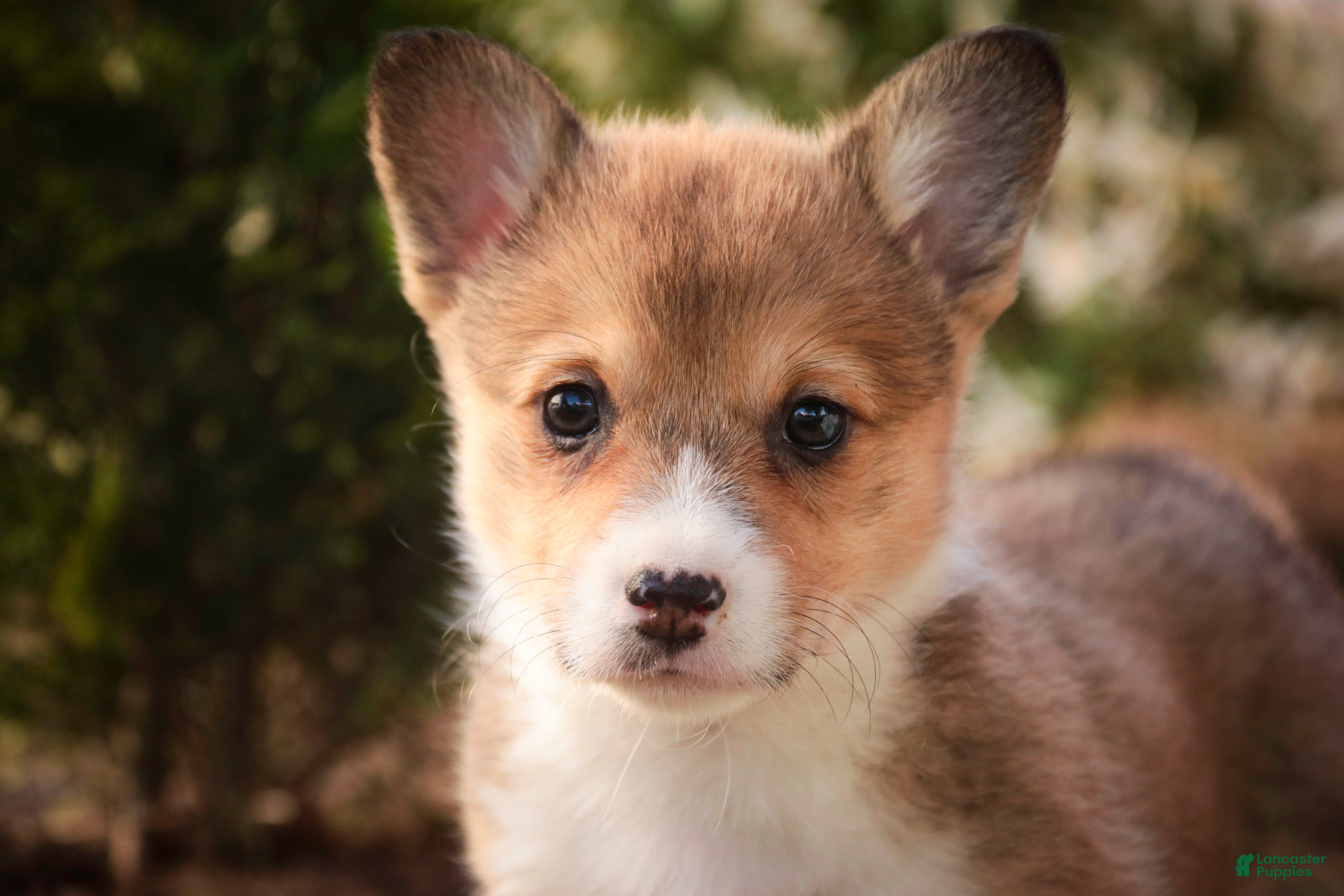 Welsh Corgi Pembroke dogs Olivia - Ad 1