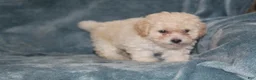 Miniature Poodle dogs for sale: Sara - Ad 6