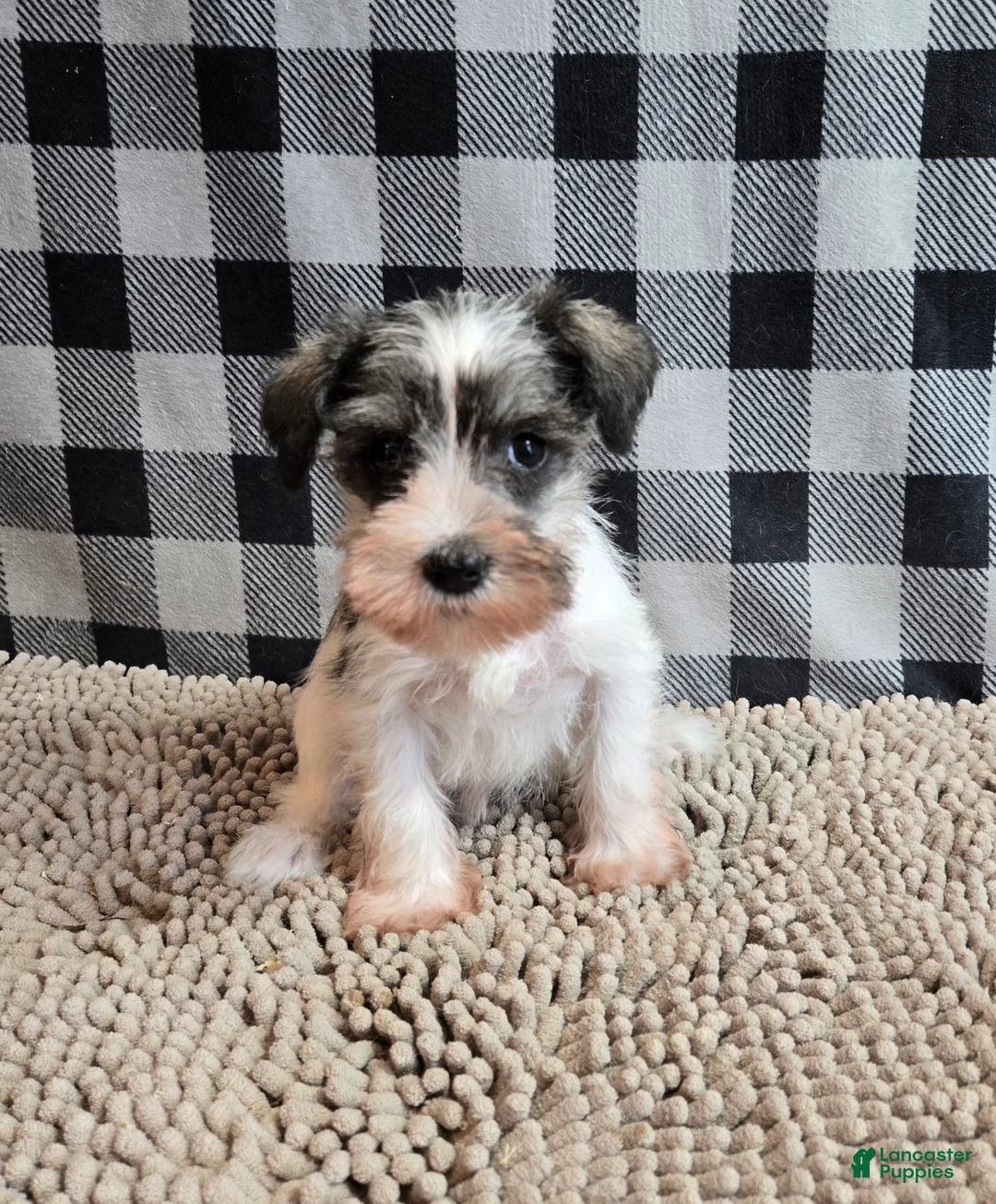Miniature Schnauzer dogs for sale: Stella - Ad 2