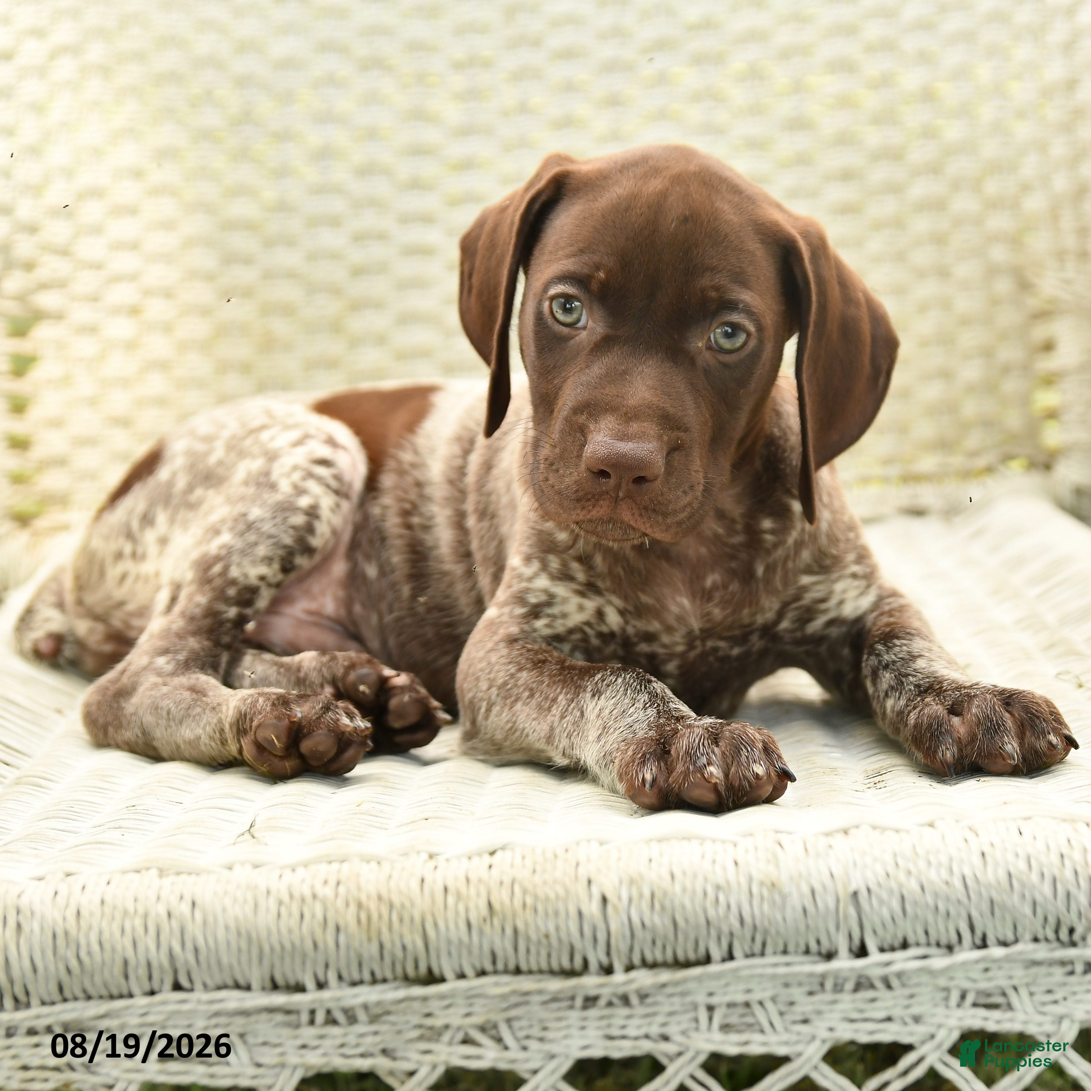 German Shorthaired Pointer dogs Hunter - Ad 1
