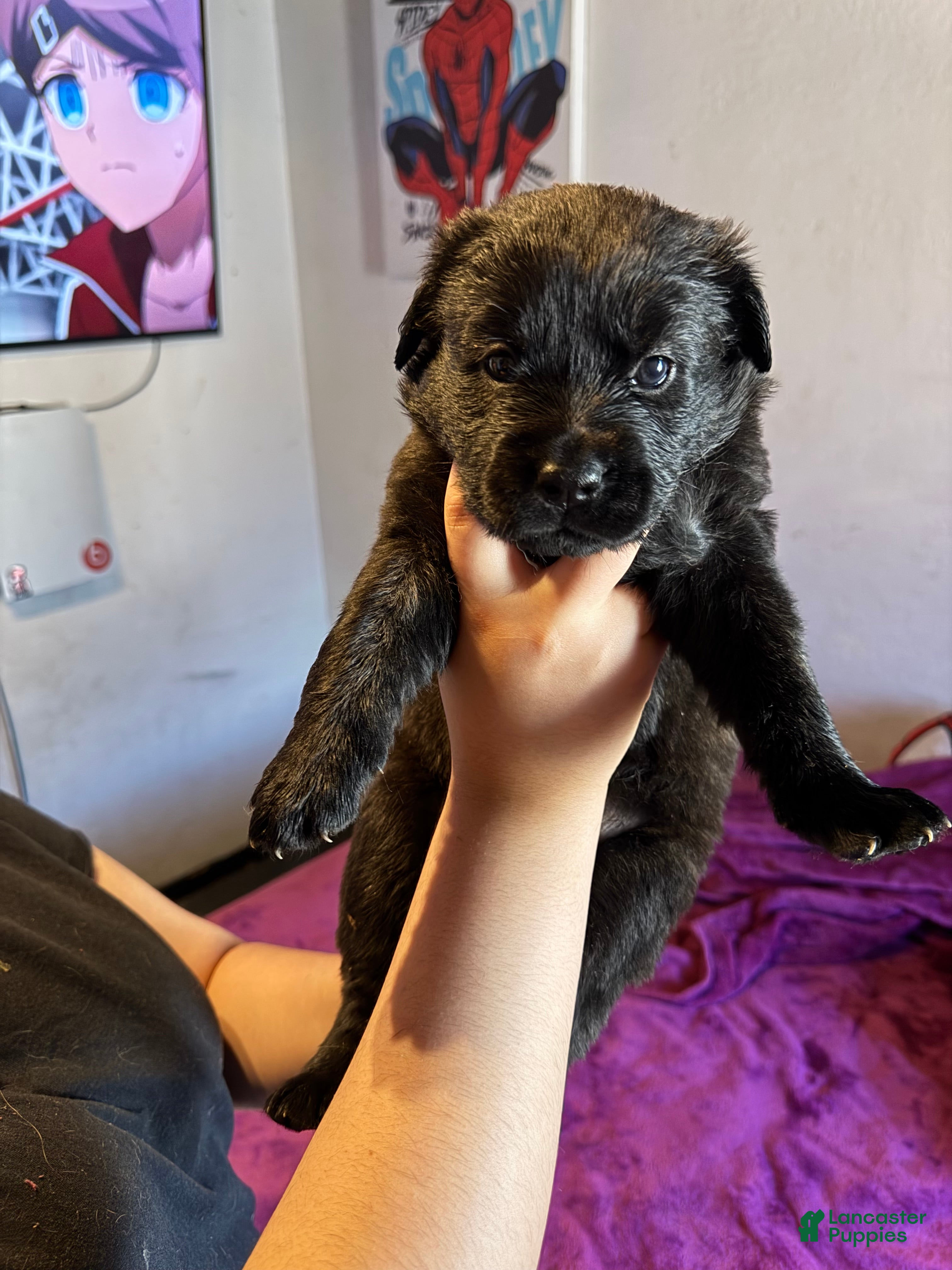 Mixed Breed dogs Mixed Breed Puppy 6 - Ad 15