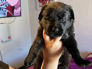 Mixed Breed dogs Mixed Breed Puppy 6 - Ad 15