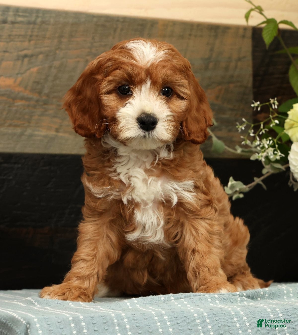 Cavapoo dogs Fifi - Ad 1