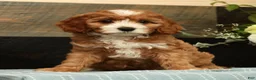 Cavapoo dogs for sale: Fifi - Ad 1